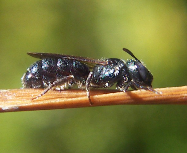 Ceratina sp.